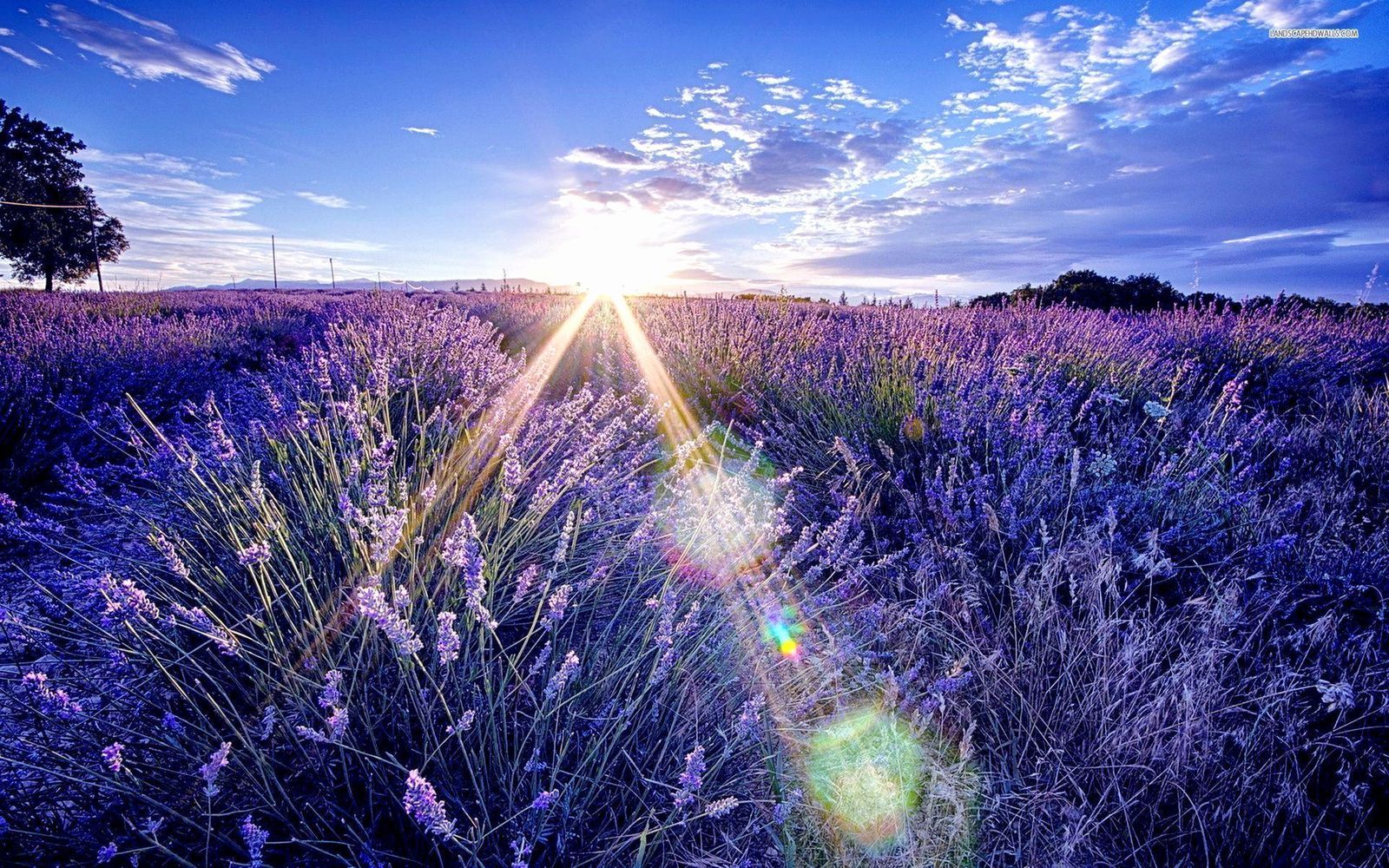 Dynamic Wallpaper Club